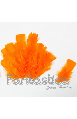 Plumas sueltas para...