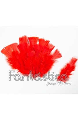Plumas sueltas para...