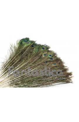 Set 10 Plumas de Pavo Real...