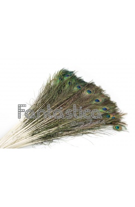 Set 100 Plumas de Pavo Real...